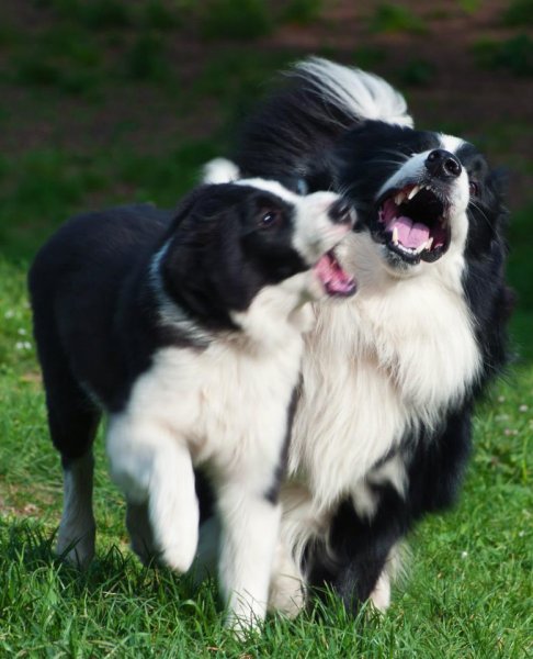 CHE VITA DA CANE ASD Foto 14