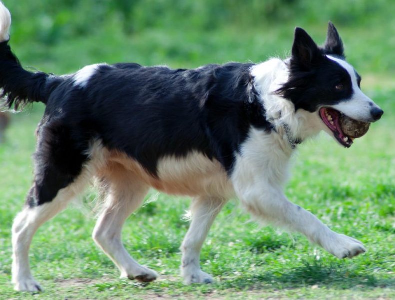 CHE VITA DA CANE ASD Foto 15