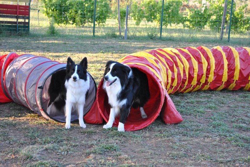 CHE VITA DA CANE ASD Foto 7