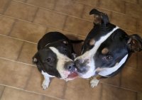 Logo Florentina Georgiana