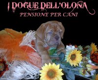 Logo I Dogue dell Olona