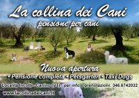 Logo La collina dei cani