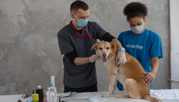 Polizza per spese mediche veterinarie