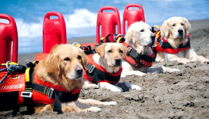 Cani addestrati per il soccorso marino