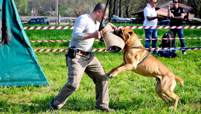 Dimostrazione dell'addestramento utilità e difesa per il cane