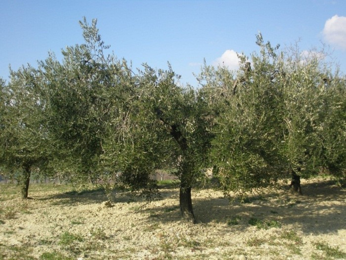 foto albero dell'olivo