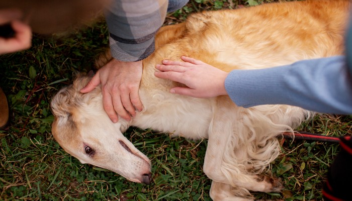 terapia-anziani-col-cane