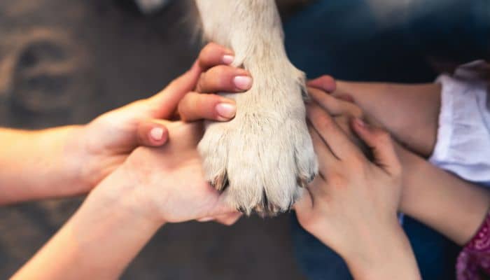 Avvocato per difesa degli animali Legge contro il maltrattamento degli animali