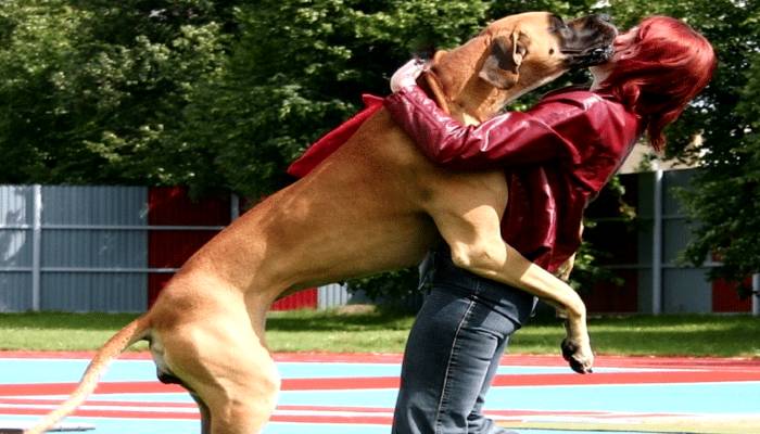 Cane da addestrare tramite la correzione di comportamenti