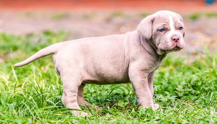 mastino napoletano cucciola femmina