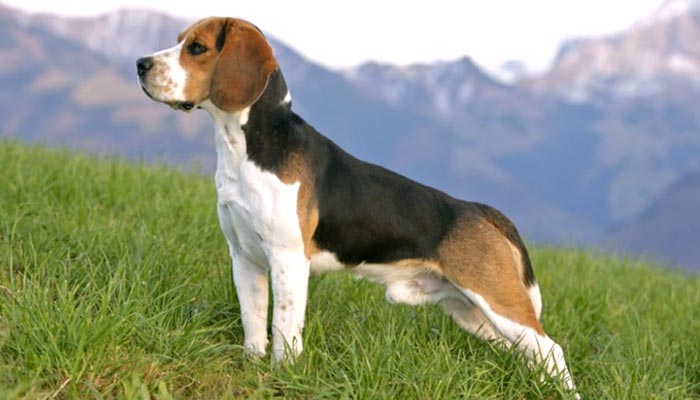 beagle maschio adulto prezzo