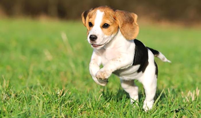 cucciolo di beagle che corre