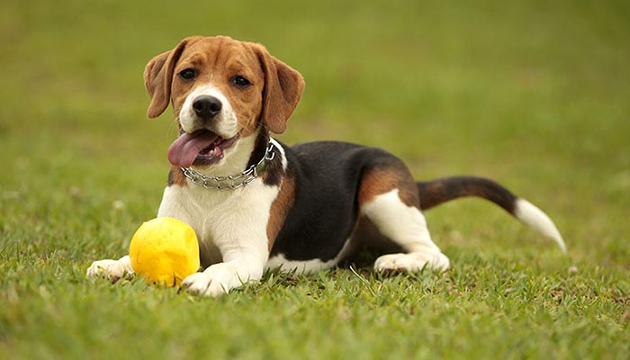 bellissimo beagle adulto prezzo