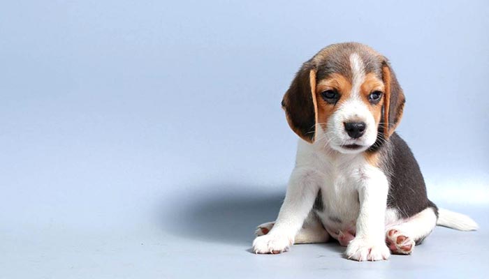 cucciolo di beagle dolcissimo