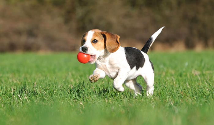 beagle cucciolo femmina di 4 mesi