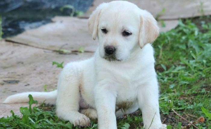 cucciolo di labrador di un mese