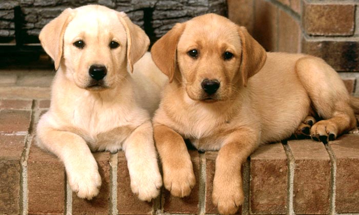 coppia di cuccioli di labrador di due mesi