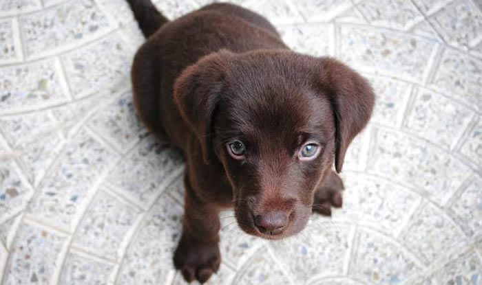 cucciolo di labrador marrone