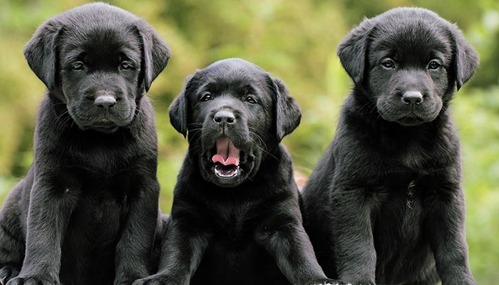 tris di cuccioli di labrador neri piccoli