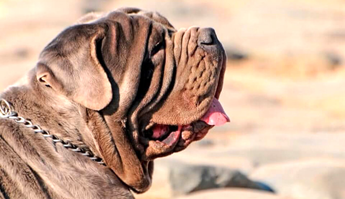 mastino napoletano colore marrone