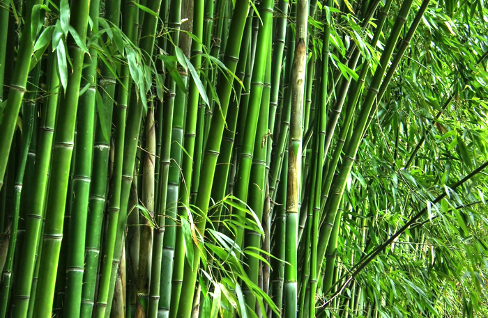 Immagine articolo prezzi parquet bamboo