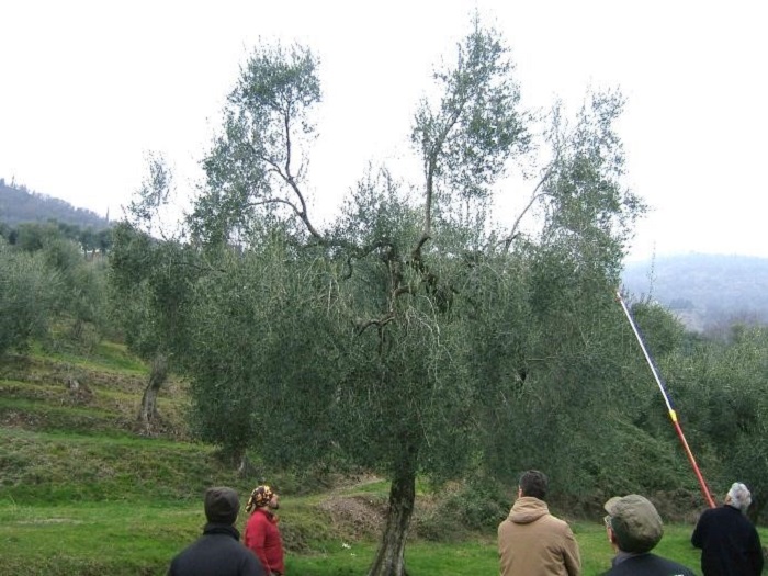 foto della potatura dell'olivo